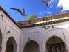 Marocco, il viaggio nei sensi: Profumo dArgan - yallaz turismo responsabile